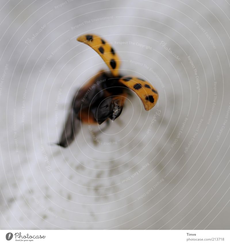 startender/landender Marienkäfer Käfer Flügel 1 Tier fliegen grau schwarz startbereit Abheben Detailaufnahme Landen gepunktet Freisteller gelb orange Farbfoto