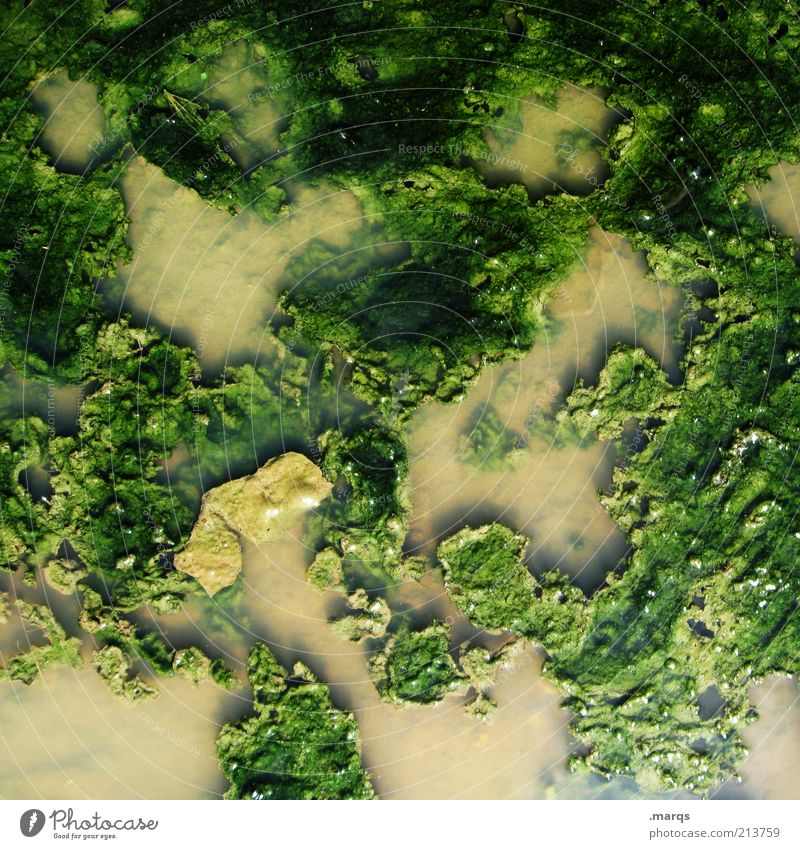 Ursuppe Umwelt Pflanze Wasser Moos Grünpflanze außergewöhnlich dreckig exotisch braun grün Ekel Natur ursprünglich Tarnfarbe Farbfoto Detailaufnahme