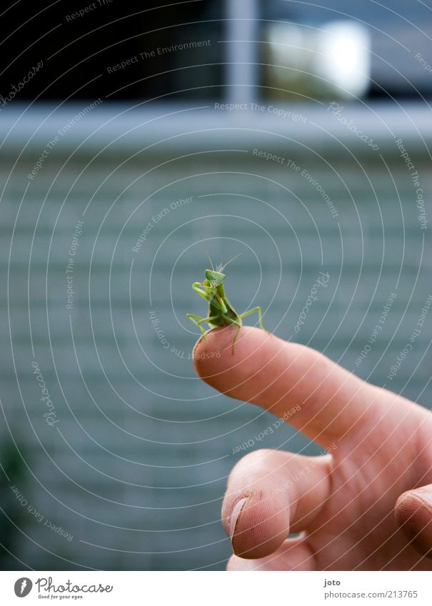 unter Beobachtung... Hand Finger Tier Insekt Gottesanbeterin Heuschrecke ästhetisch grün Vertrauen Geborgenheit Zufriedenheit Reinigen berühren sitzen Tierliebe