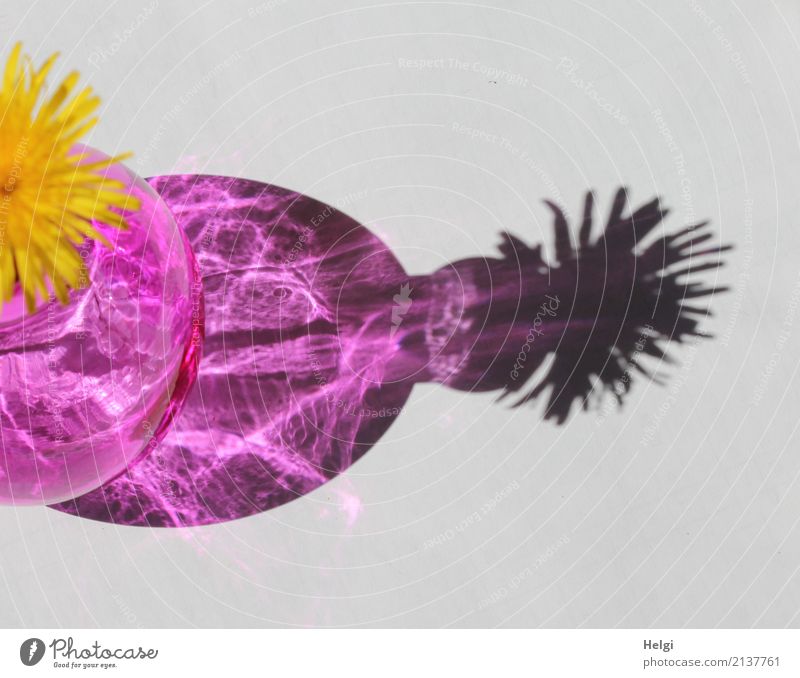 Transzendenz | unwirklich ... Blume Blüte Löwenzahn Vase Glas leuchten außergewöhnlich einzigartig Kitsch gelb grau rosa bizarr Surrealismus Irritation Farbfoto