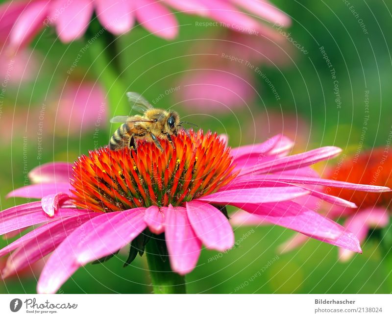Bienenparadies Honigbiene Roter Sonnenhut Insekt Fluginsekt Blüte Blume Sommerblumen Blütenstauden Korbblütengewächs Blumenstrauß Blütenblatt Pollen Nektar