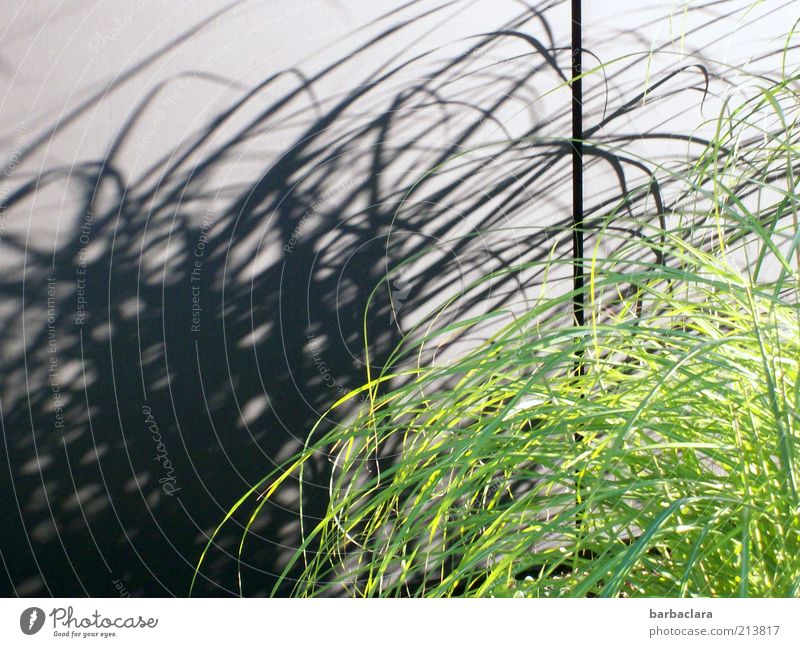 Unfrisiertes und beschwingtes Dasein Gras Mauer Wand Linie frisch natürlich wild grün schwarz Bewegung bizarr chaotisch elegant Leichtigkeit Wachstum
