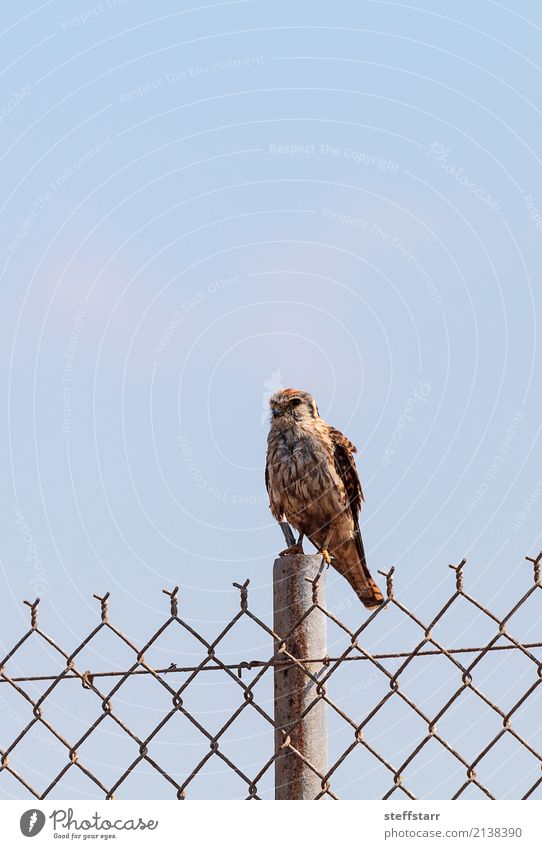 Raubvogel Merlin Falco columbarius Natur Park Tier Wildtier Vogel 1 sitzen braun Falken Greifvogel Taubenbussard Bolsa Chica Huntington Beach Ornithologie