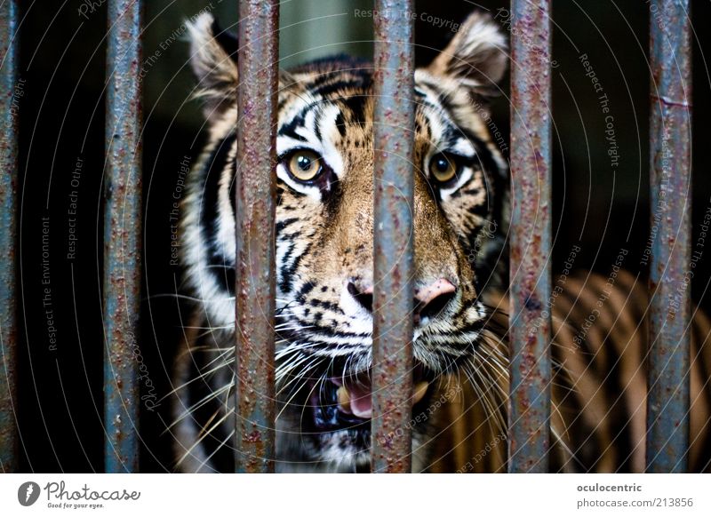 Tihscha Mund Tier Zoo Tiger 1 alt beobachten glänzend Blick bedrohlich dreckig authentisch schön nah Originalität rebellisch trist gelb gold Kraft Sehnsucht