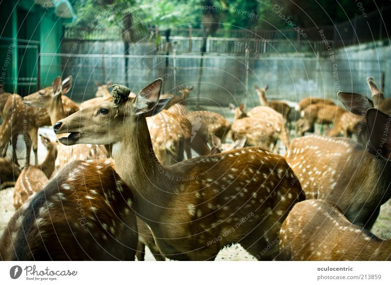 Bambi und die Rehkitz Gang Tier Fell Zoo Hirsche Tiergruppe Herde alt schön gefangen geschlossen gefleckt Käfig Farbfoto Außenaufnahme Experiment Menschenleer
