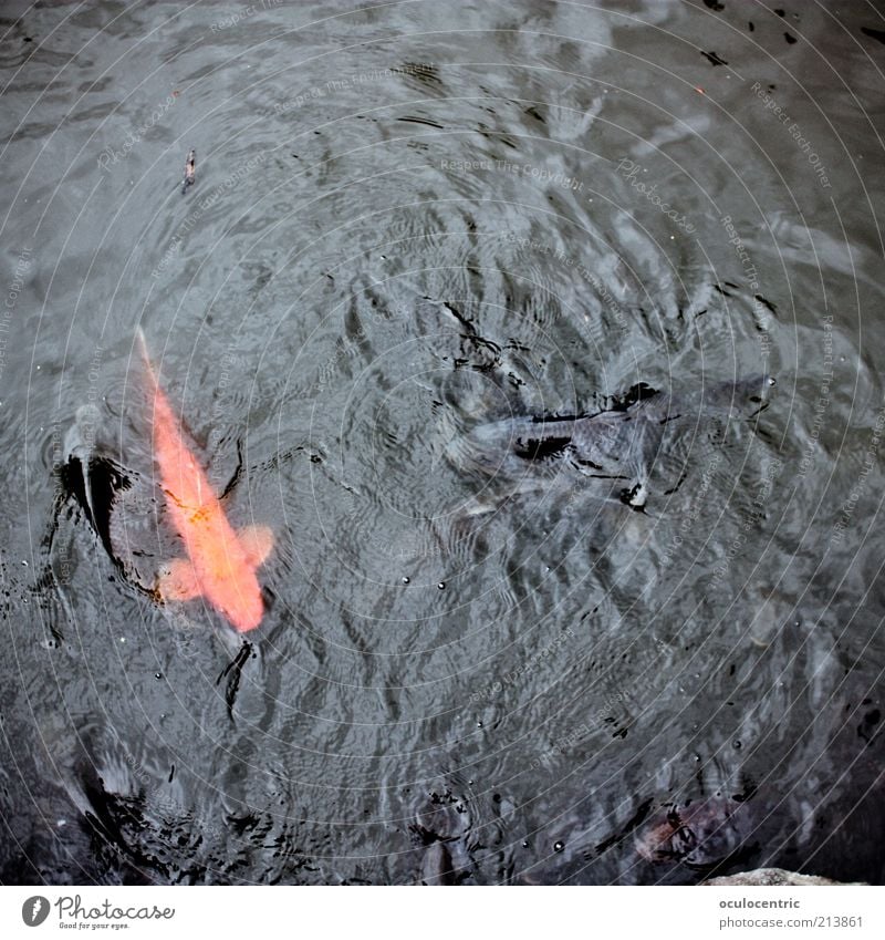 Sushirohstoff Tokyo Japan Fisch Streichelzoo Koi leuchten wild schnappen Teich Bildausschnitt Orange Karpfen edel Wellen kreisen Individualist außergewöhnlich