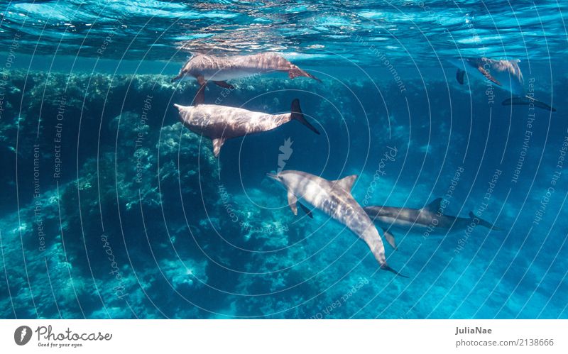 Delfine im Riff Delphine Wasser Tier Meer schwimmen ostpazifischer Rotes Meer Ägypten tauchen Schnorcheln wild freilebend Unterwasseraufnahme mehrere Tiergruppe