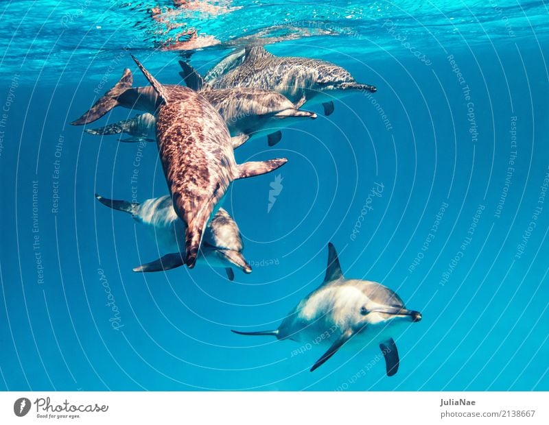 Schule Spinnerdelfine Delphine Wasser Tier Meer Schwimmen & Baden Im Wasser treiben Schwimmsport ostpazifischer delfin stenella longirostris Rotes Meer Ägypten