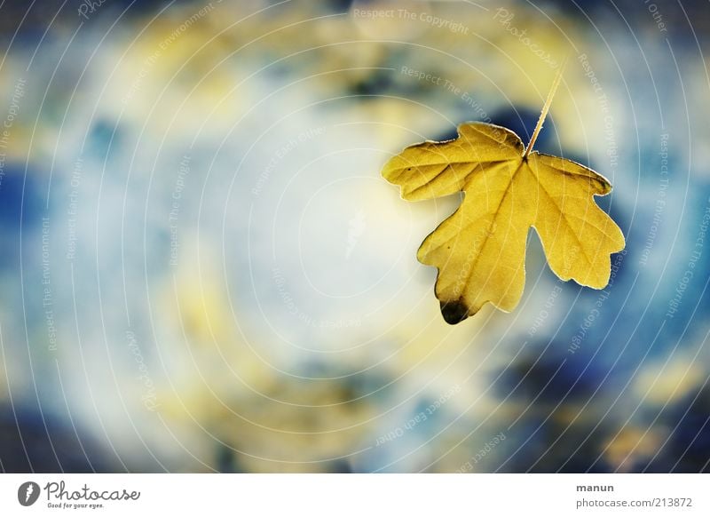 das Allerletzte Natur Wasser Himmel Herbst Blatt Ahornblatt Herbstlaub herbstlich Herbstfärbung leuchten außergewöhnlich fantastisch frisch schön blau gelb Ende
