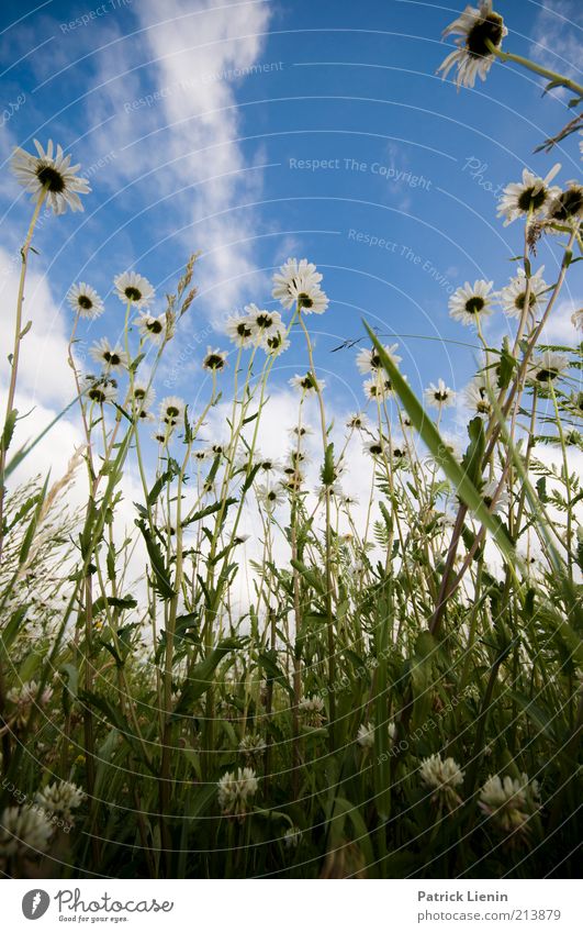 So war der Sommer [300] Umwelt Natur Landschaft Pflanze Urelemente Luft Himmel Wolken Klima Wetter Schönes Wetter Blume Gras Sträucher Wildpflanze Wiese Feld