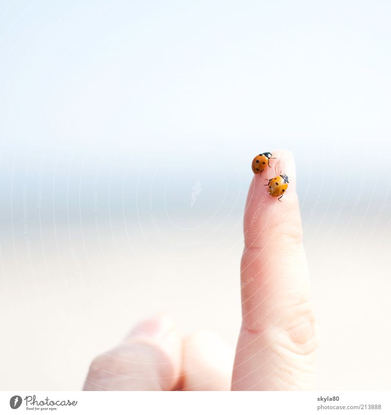 Fingerspitzengefühl Marienkäfer Glück krabbeln Glücksbringer festhalten beobachten Tier Käfer Sommer Unbekümmertheit Freiheit Lebensfreude Frühling Natur Insekt
