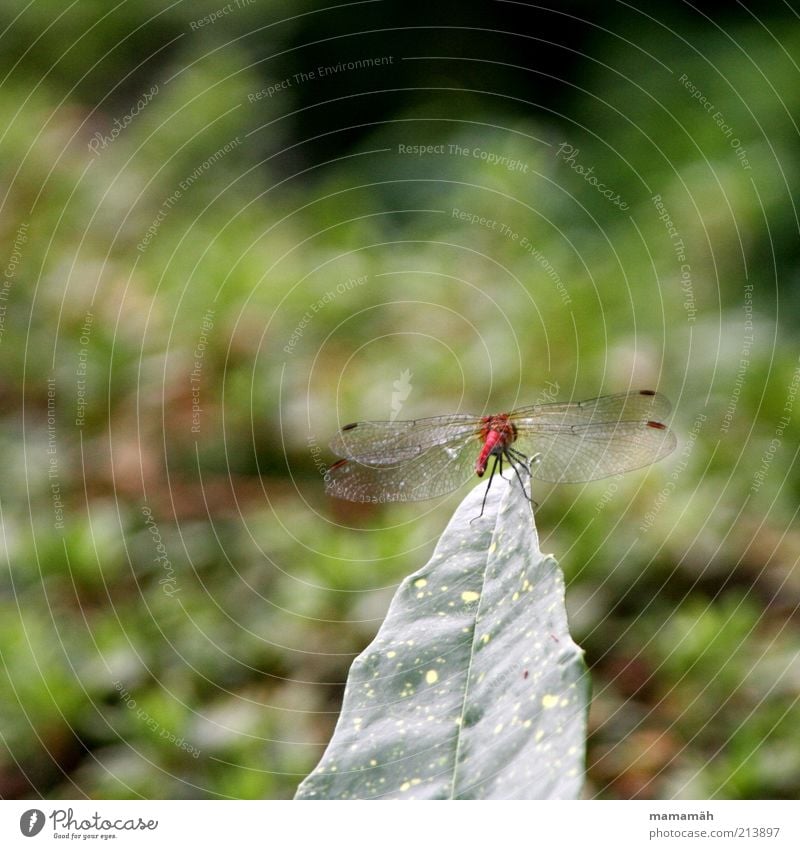 Auf der Abschussrampe Tier Flügel Libelle Libellenflügel frei klein rot Blatt Sträucher Luftverkehr Schweben filigran Insekt Farbfoto Natur Textfreiraum oben