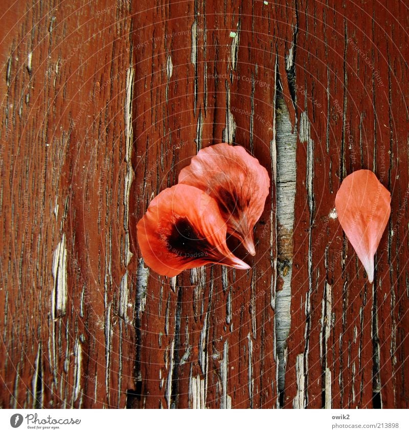 Blattrot Pflanze Blüte elegant Vergänglichkeit verlieren Wandel & Veränderung Pelargonie verblüht Holz Holzplatte Material alt abblättern morbid Farbstoff