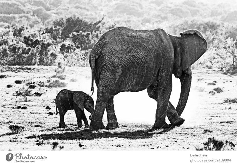 beschützenswert Ferien & Urlaub & Reisen Tourismus Ausflug Abenteuer Ferne Freiheit Safari Wildtier Elefant 2 Tier Tierjunges Tierfamilie außergewöhnlich
