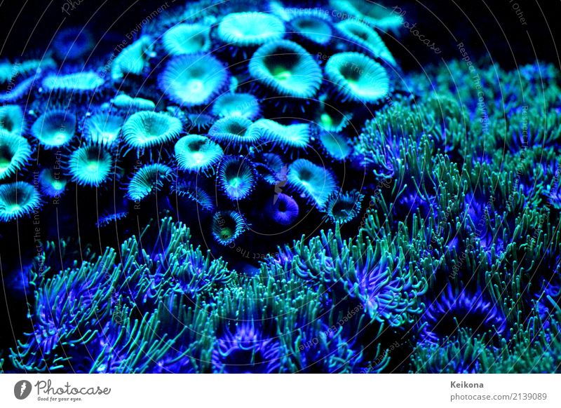 Cobalt blue coral polyps in aquarium. Umwelt Natur Pflanze Wasser Blume Blatt exotisch Meer Insel Zoo Aquarium Schwimmen & Baden tauchen nass blau grün schwarz