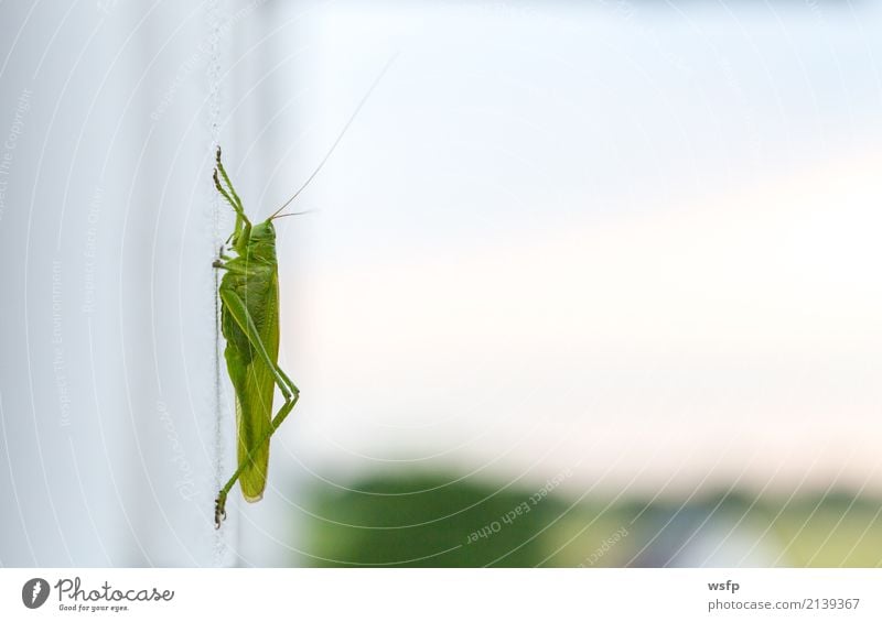 Grashüpfer sitzt auf einer weißen Wand Macro Tier grün Gomphocerinae Heimchen Insekt Heuschrecke Feldheuschrecken Plage Nahaufnahme Makroaufnahme