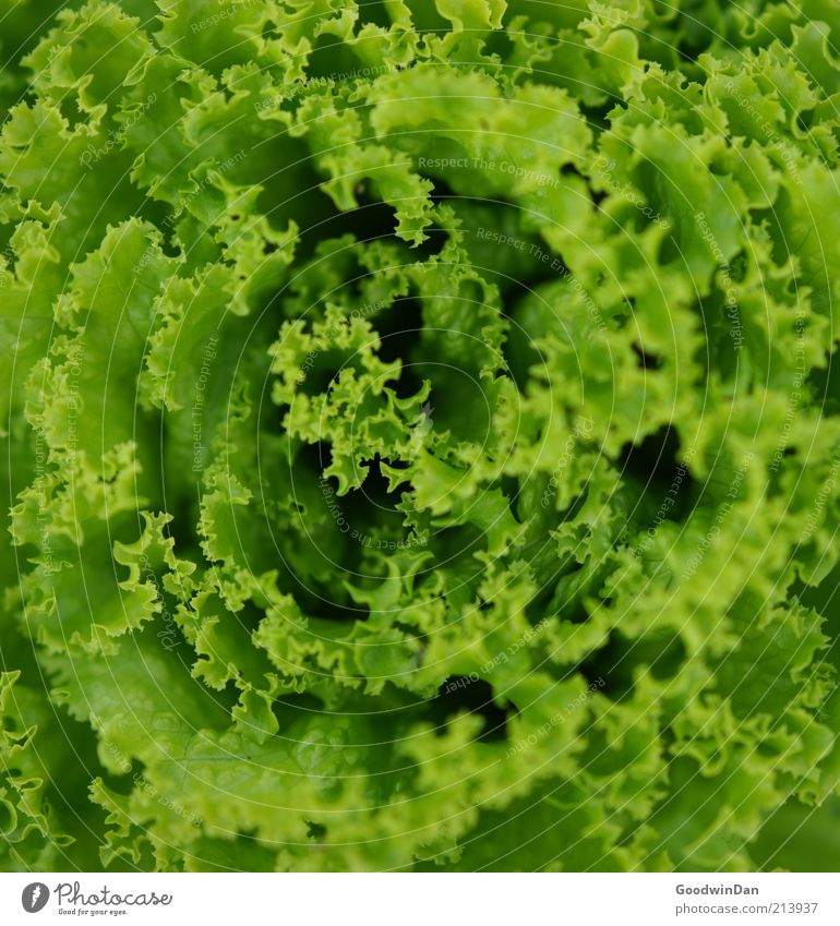 gesund. Lebensmittel Ernährung Bioprodukte einfach frisch Gesundheit nah grün Farbfoto Außenaufnahme Menschenleer Kontrast Schwache Tiefenschärfe