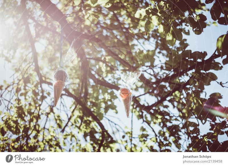 Zuckertütenbaum I Umwelt Natur Garten Park Gefühle Freude Glück Lebensfreude Vorfreude Begeisterung Beginn Erwartung Schule Einschulung Schultüte Süßwaren Ball