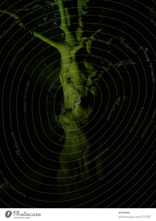 Gespensterbaum Baum Nacht Kunstlicht Langzeitbelichtung