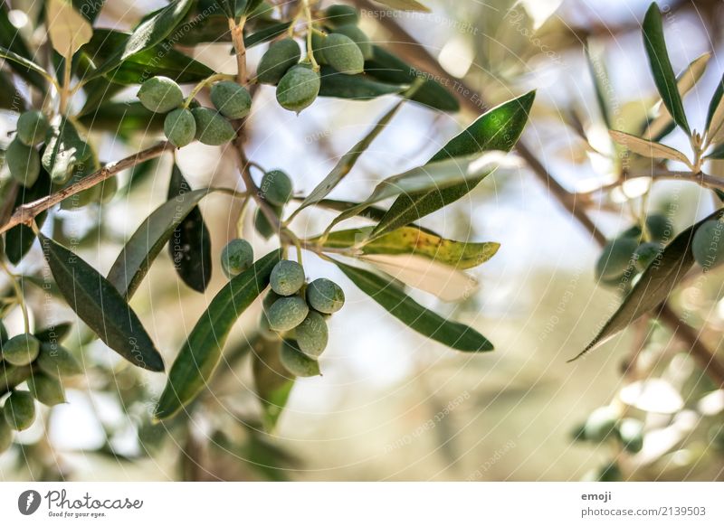Oliven Umwelt Natur Pflanze Sommer Baum natürlich grün Olivenbaum Farbfoto Außenaufnahme Detailaufnahme Makroaufnahme Menschenleer Tag Schwache Tiefenschärfe