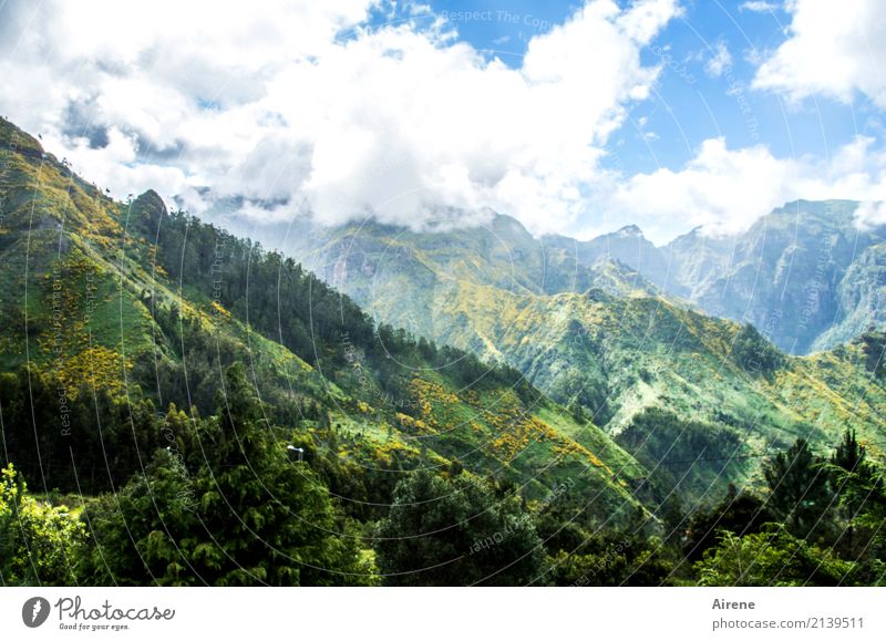 Berglicht Ausflug Ferne Berge u. Gebirge wandern Landschaft Himmel Wolken Schönes Wetter Urwald Gipfel Madeira Blick natürlich positiv blau grün Zufriedenheit