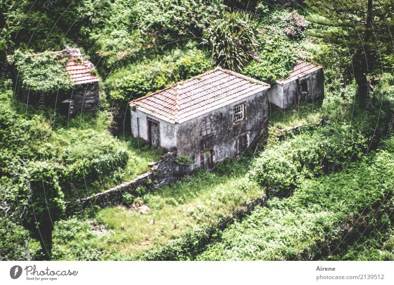 da hab ich was Eigenes Haus Renovieren Landwirtschaft Forstwirtschaft Grünpflanze Urwald Berge u. Gebirge Madeira Menschenleer Traumhaus Ruine Häusliches Leben