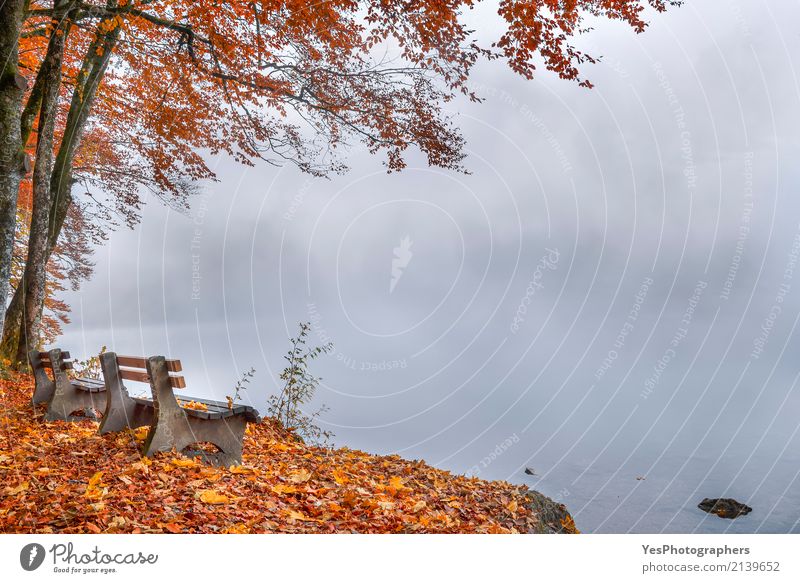 Misty Lake Ufer und Herbst Wald Glück Erholung Freizeit & Hobby Ferien & Urlaub & Reisen Tourismus Ausflug wandern Natur Landschaft schlechtes Wetter Nebel Baum