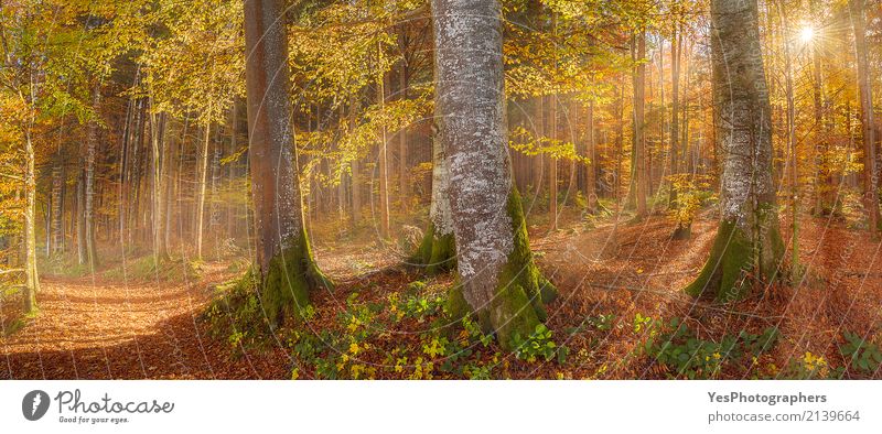 Sonnenschein durch Herbstwald Design Freude Glück Erholung Freizeit & Hobby Ferien & Urlaub & Reisen wandern Natur Landschaft Sonnenlicht Wärme Baum Blatt Wald