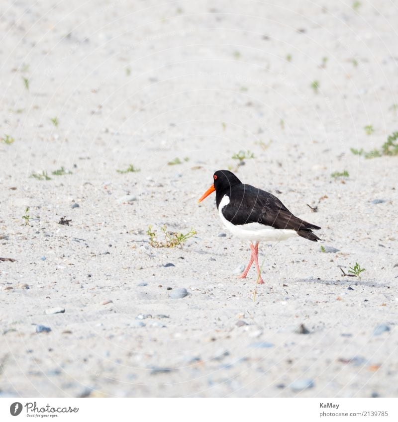und tschüß Sommer Strand Tier Wildtier Vogel Austernfischer 1 rennen Bewegung gehen laufen rot schwarz weiß Einsamkeit Umwelt Helgoland Nordsee Nordseeinsel