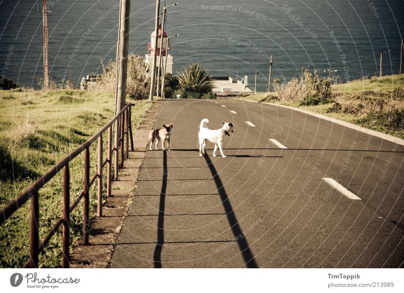 Die Streuner von Madeira Tier Haustier Hund 2 stehen Meer Mittelmeer Straßenverkehr Sonnenlicht Verkehrswege Einsamkeit ausgesetzt Zaun Sommer Schatten