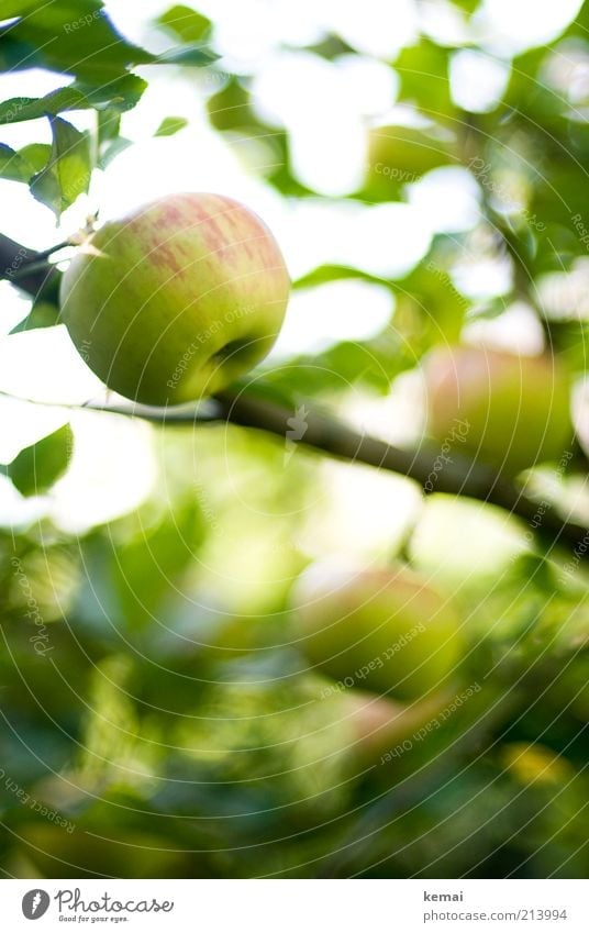 Apfelzeit Lebensmittel Frucht Ernährung Bioprodukte Umwelt Natur Pflanze Sonnenlicht Sommer Herbst Schönes Wetter Baum Blatt Grünpflanze Nutzpflanze Apfelbaum