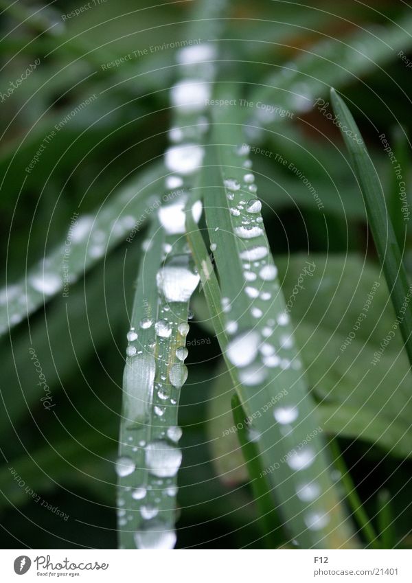 Wiese nach dem Regen Gras grün Licht feucht Unschärfe Seil Wasser Wassertropfen Reflexion & Spiegelung