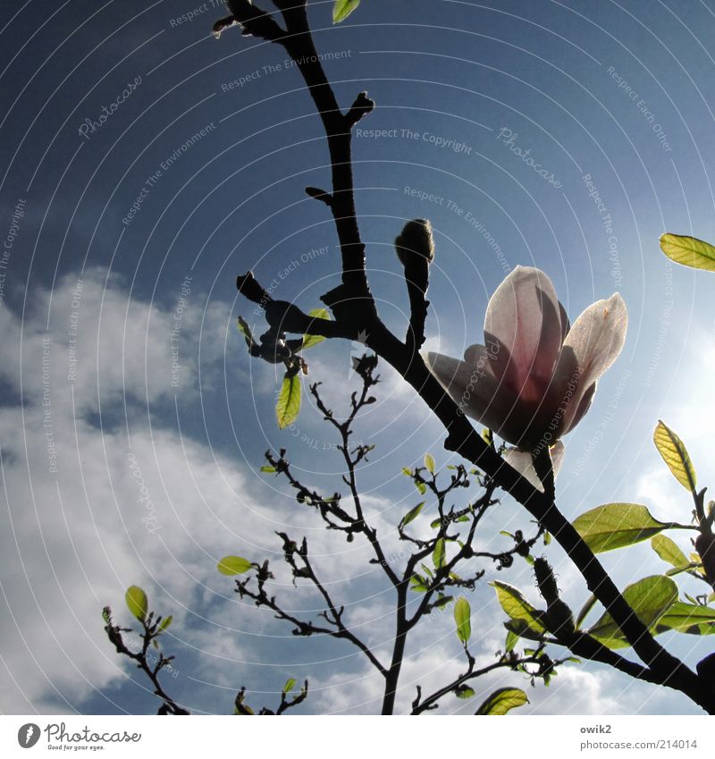 Grüße von Pierre Umwelt Natur Pflanze Luft Himmel Wolken Frühling Klima Schönes Wetter Blatt Blüte Wildpflanze exotisch Magnolienbaum Magnolienblüte