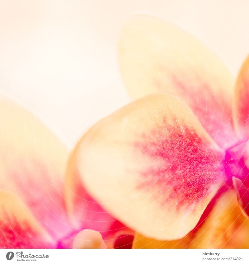vanillahimbeer Natur Pflanze Frühling Sommer Blume Design einzigartig Farbe rosa Vanille Orchidee Orchideenblüte Farbfoto mehrfarbig Nahaufnahme Detailaufnahme