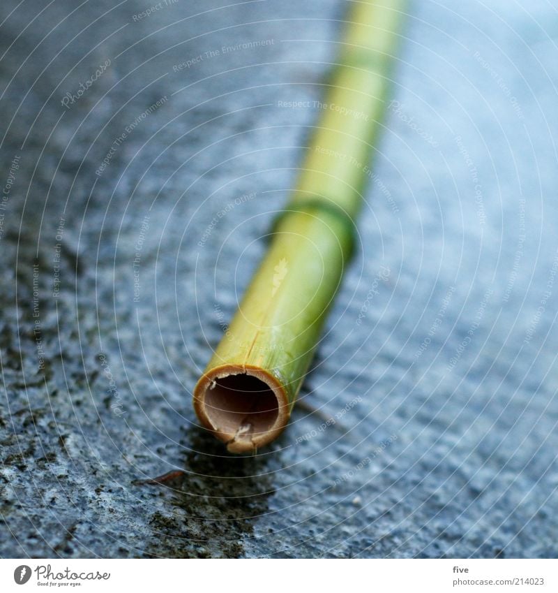 o Umwelt Natur schlechtes Wetter Regen Pflanze exotisch Bambus Bambusrohr nass Boden Bodenplatten Loch rund Farbfoto Außenaufnahme Nahaufnahme Detailaufnahme