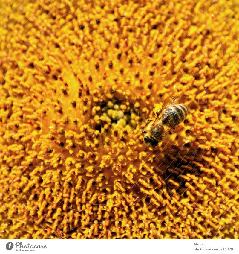 All summer long Umwelt Natur Pflanze Tier Sommer Blume Blüte Sonnenblume Biene 1 natürlich positiv gelb fleißig Farbe sammeln Honigbiene Pollen Makroaufnahme