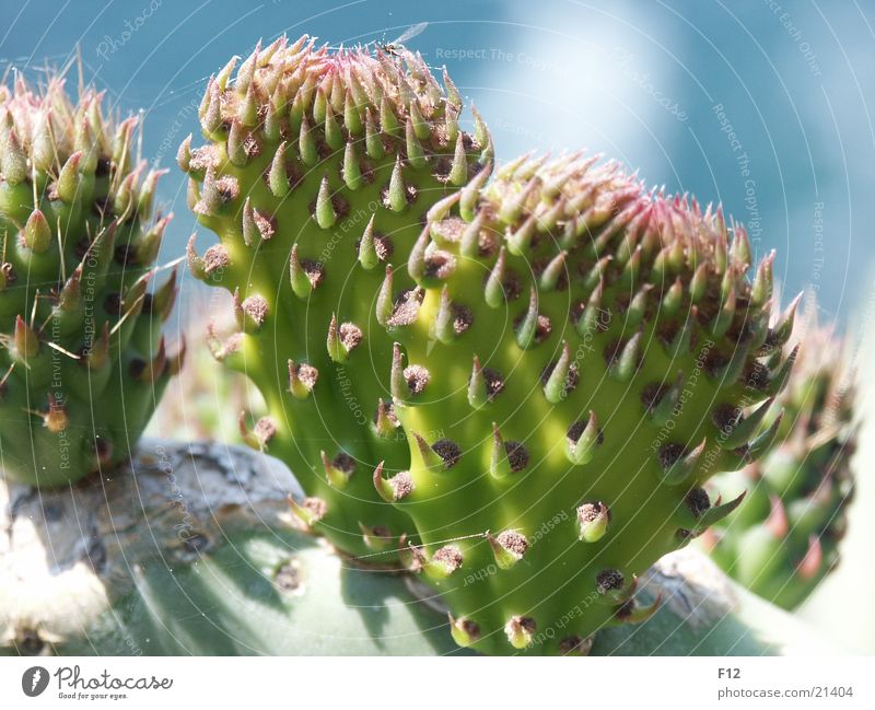 Kaktus grün Italien blau Stachel Makroaufnahme Nahaufnahme