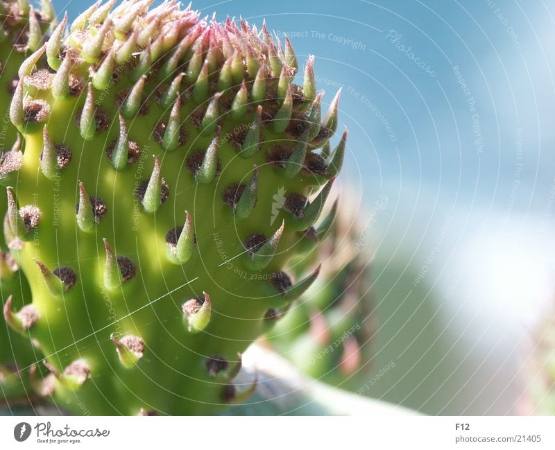 Kaktus 2 grün Italien Unschärfe blau Stachel Makroaufnahme Nahaufnahme