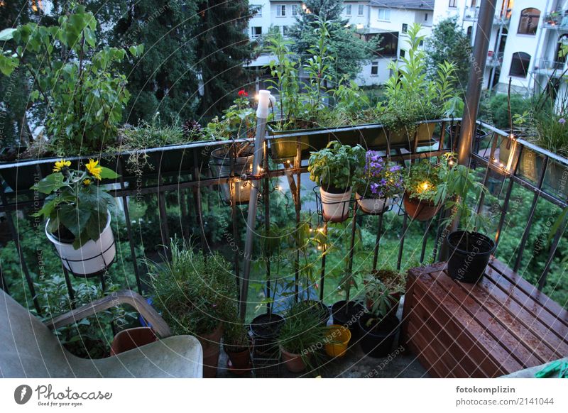 Balkon mit Grünpflanzen Balkonpflanze Balkondekoration Häusliches Leben Blumentopf Privatsphäre Balkonbepflanzung schlechtes Wetter Pflanze Balkonblumen