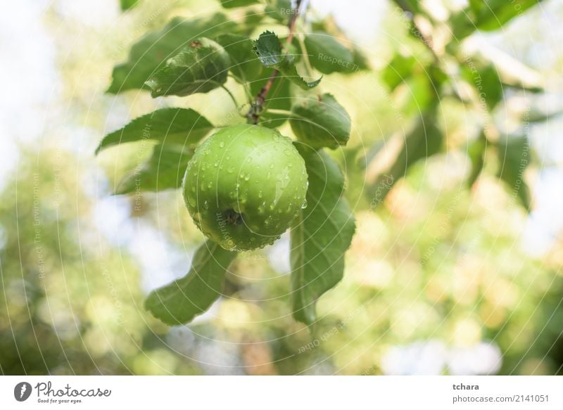 Grüner Apfel Frucht Essen Sommer Garten Natur Pflanze Herbst Baum Blatt Tropfen Wachstum lecker natürlich saftig grün Farbe Obstgarten Ast Ernte reif Gesundheit