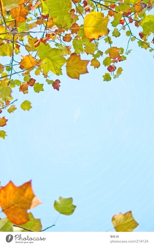 Frisch in den Herbst...(III) Natur Pflanze blau mehrfarbig gelb gold Vergänglichkeit Herbstlaub herbstlich Herbstfärbung Herbstbeginn Blatt Blätterdach Zweig