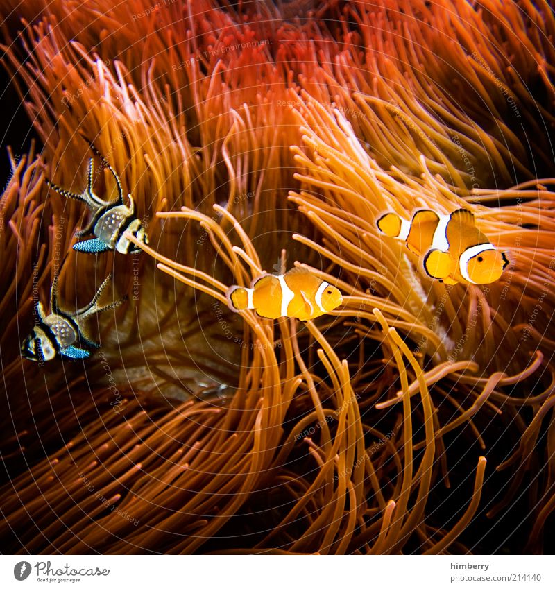 fishmob Stil Glück Dekoration & Verzierung Umwelt Natur Riff Korallenriff Tier Haustier Fisch 1 Lebensfreude Bewegung Partnerschaft Zusammensein Freundschaft