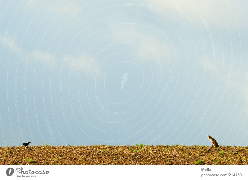 Fabelwelten - Fuchs und Rabe: Kontaktaufnahme Umwelt Natur Landschaft Tier Erde Himmel Feld Wildtier Vogel Krähe Rabenvögel 2 beobachten hocken Blick sitzen