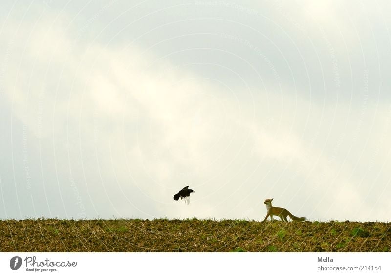 Fabelwelten - Fuchs und Rabe: Annäherung Umwelt Natur Landschaft Tier Erde Himmel Feld Wildtier Vogel Krähe Rabenvögel 2 Bewegung fliegen stehen außergewöhnlich