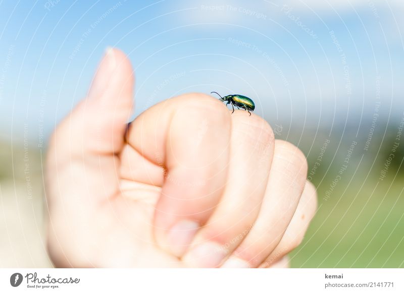 Grüner Käfer harmonisch Wohlgefühl Zufriedenheit ruhig Freizeit & Hobby Abenteuer Sommer wandern Hand Finger 1 Mensch Natur Tier Schönes Wetter Wildtier Insekt