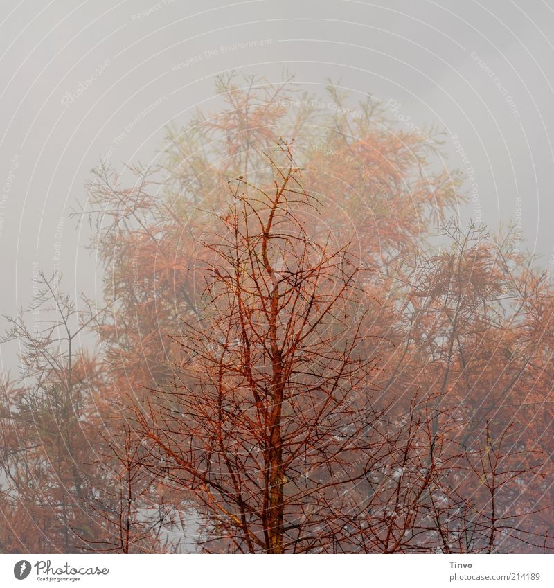 Zeitgeist Natur Herbst Winter Pflanze Wandel & Veränderung Zweige u. Äste kahl rostrot Doppelbelichtung geisterhaft Jahreszeiten Farbfoto Gedeckte Farben