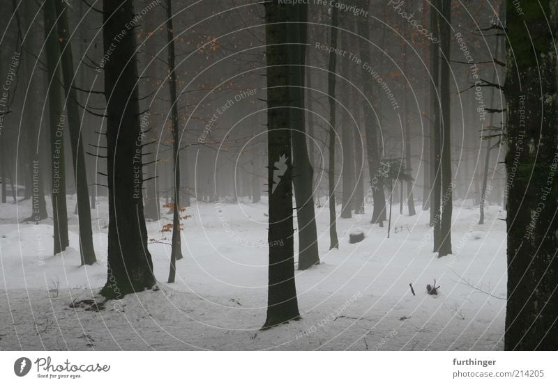 winterwald Umwelt Natur Landschaft Pflanze Urelemente Winter Wetter schlechtes Wetter Nebel Eis Frost Schnee Baum Wald Holz schwarz weiß Stimmung