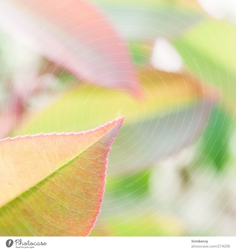 blattsalat Stil Design harmonisch Duft Dekoration & Verzierung Umwelt Natur Pflanze Frühling Sommer Blatt Wachstum Farbfoto Gedeckte Farben mehrfarbig
