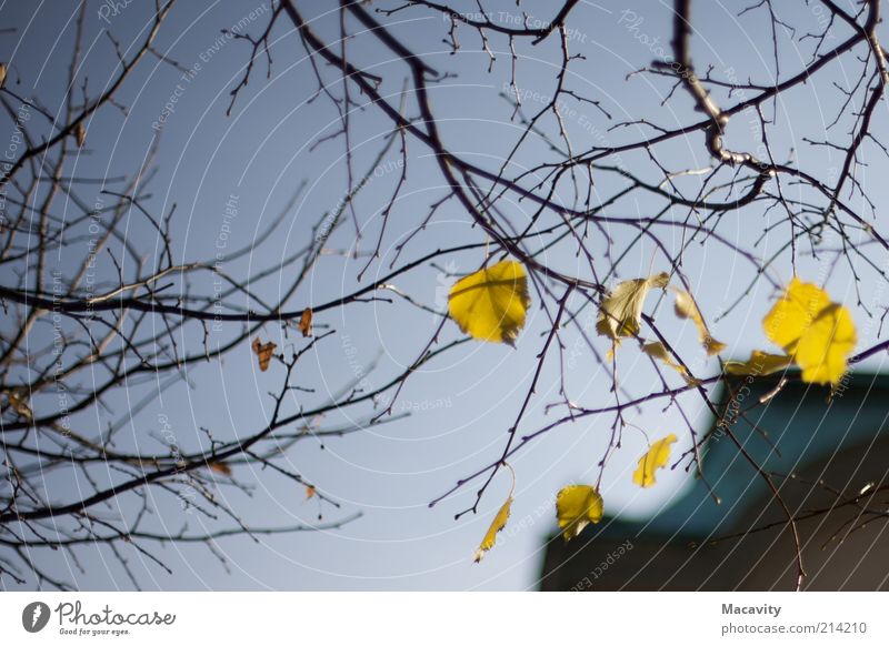 Brühl Herbst Baum Blatt dehydrieren trist braun gelb gold Stimmung Vergänglichkeit Wandel & Veränderung Farbfoto Dämmerung herbstlich Herbstwetter Herbstlaub