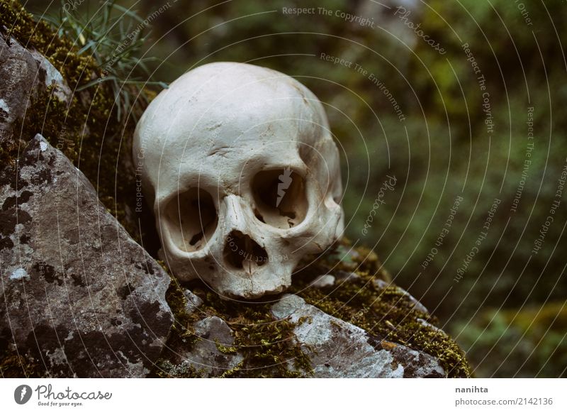 Menschlicher Schädel in der Natur Halloween Kultur Umwelt Felsen alt authentisch gruselig natürlich wild grau grün weiß Tod Angst Entsetzen Todesangst Respekt